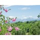 Properties for Sale_Restored Farmhouses _PRESTIGIOUS BED AND BREAKFAST FOR SALE IN LE MARCHE REGION Luxury tourist activity  in between the hills of Italy in Le Marche_24